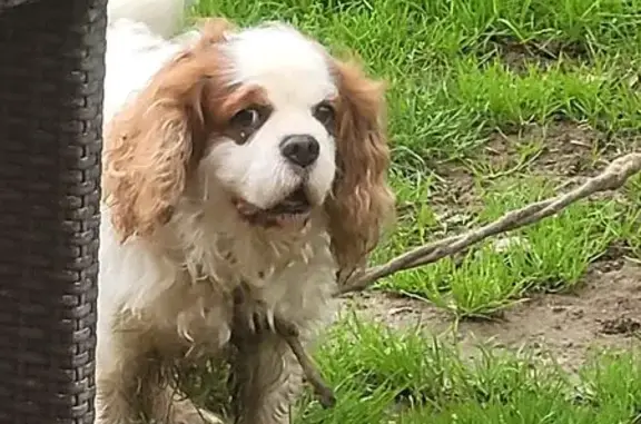 Animaux trouvés Villeneuve-sur-Lot, photo: Chien beige/marron trouvé, collier bleu, Villeneuve