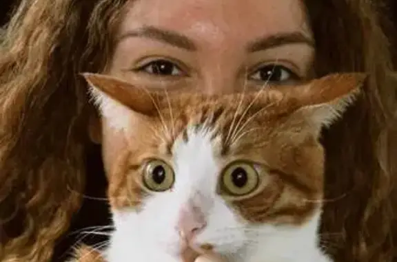 Зникла рудо-біла кішка на Калиниченка