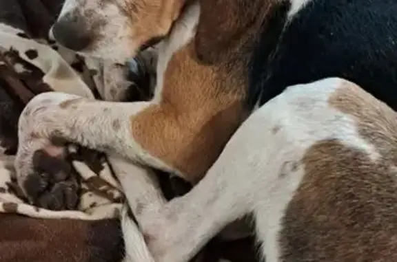 Animaux trouvés Blain, photo: Beagle trouvé près de St Émilien de Blain