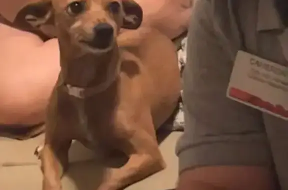 Missing dog Roseburg, photo: Lost: Carmel Chihuahua in Roseburg Woods