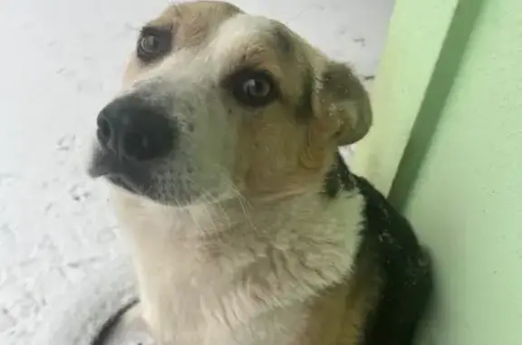 Собаки потеряшки, Полтава, фото: Зникла собака в Полтаві: білий з плямами