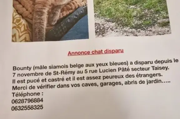 Chat siamois beige perdu à Saint-Rémy - photo