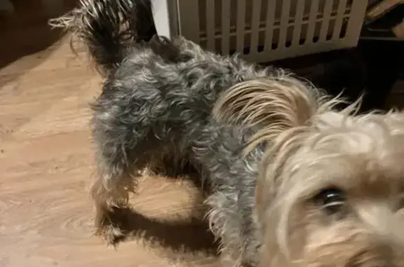 Found dog Florissant, photo: Found Male Yorkie Mix in Florissant!