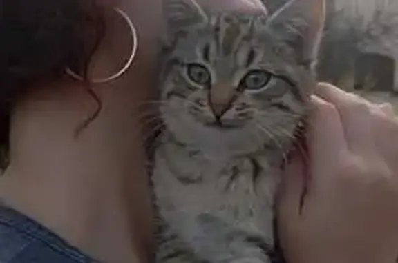 Animaux trouvés , photo: Chat tigré trouvé à Montrodat
