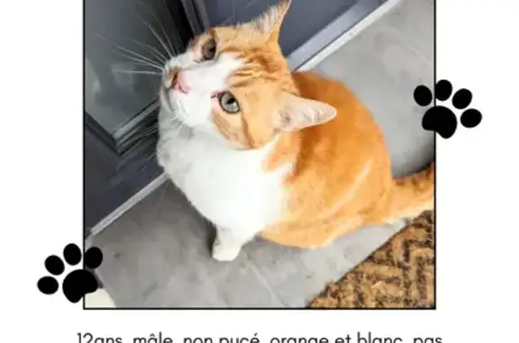 Chat roux et blanc perdu à Saint-Quentin - photo