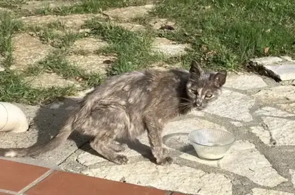Chat trouvé , photo: Chat trouvé à Balma, Occitanie