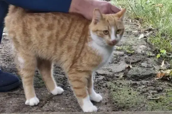 Animaux trouvés Annequin, photo: Jeune chat roux et blanc trouvé à Annequin