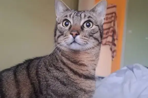 Chat gris tigre perdu Fay-aux-Loges - photo