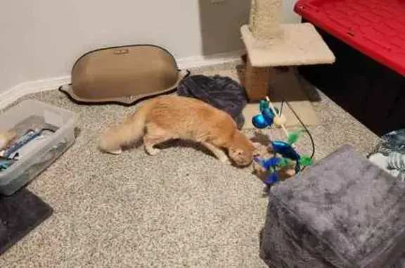 Found cat Mustang, photo: Fluffy Pale Orange Kitten Found in Mustang