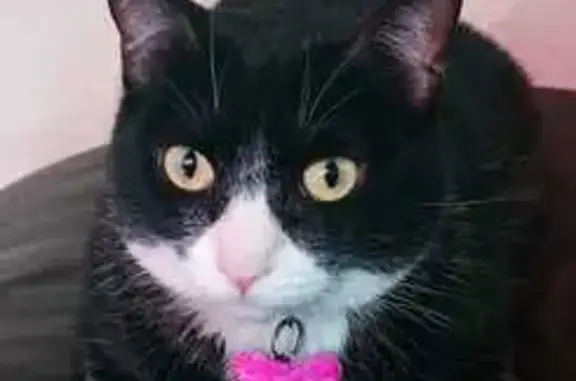 Gata Negra Perdida en Mexicali: Responde a Penny