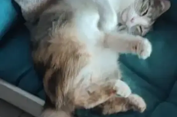 Chat perdu, , photo: Chatte perdue, collier rose, Chanas