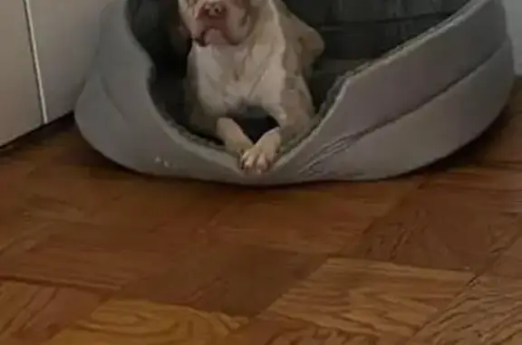 Lost Merle Dog with Shock Collar on Pulaski