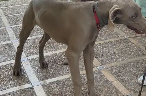 Perro Gris Perdido en Carmona: ¡Ayúdanos!