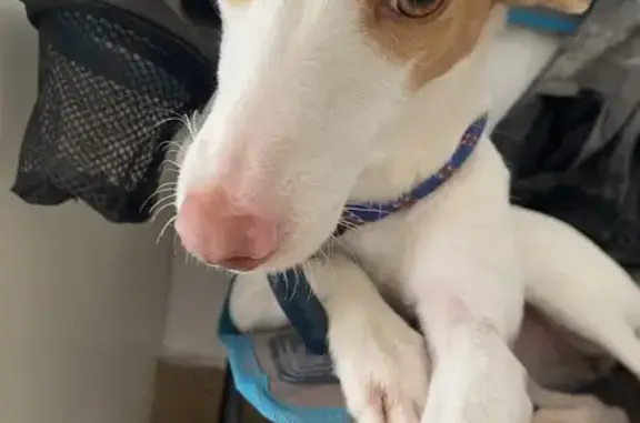 ¡Perra Podenca Perdida en Montblanc!