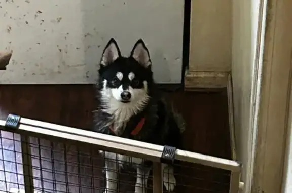 Lost Mini Husky: Friendly Durk in Allentown