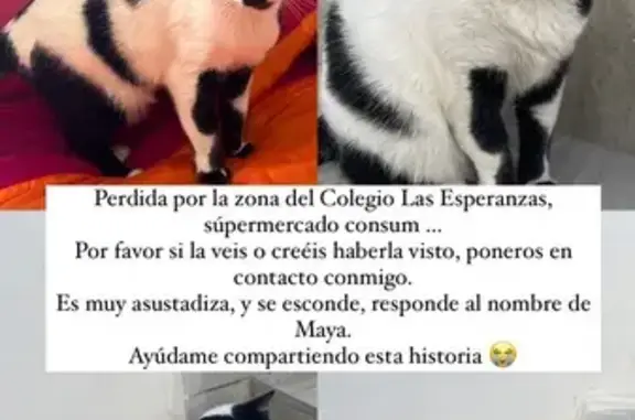 ¡Gata Perdida! Blanca con Manchas Negras