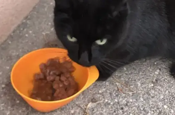 Animaux trouvés Dombasle-sur-Meurthe, photo: Chat noir trouvé à Dombasle-sur-Meurthe