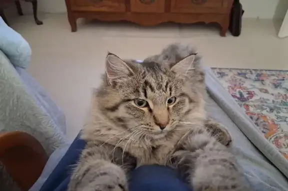 Missing cat Pleasant Grove, photo: Sweet Cat Missing in Pleasant Grove