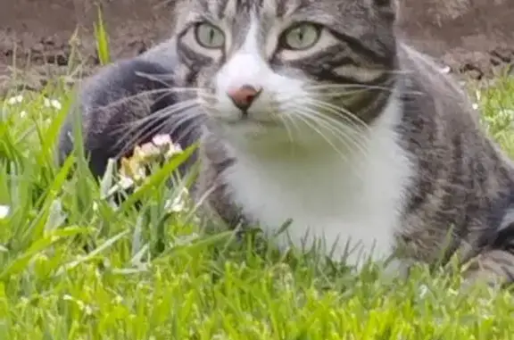 Chat perdu, Pontault-Combault, photo: Chat perdu : Grand gris tigré à Pontault