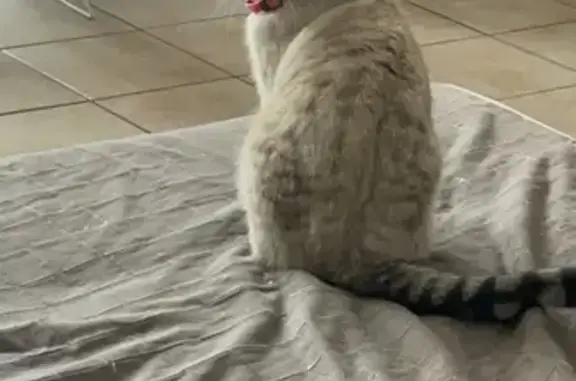 Animaux perdus Pessac, photo: Chatte tigrée perdue à Pessac