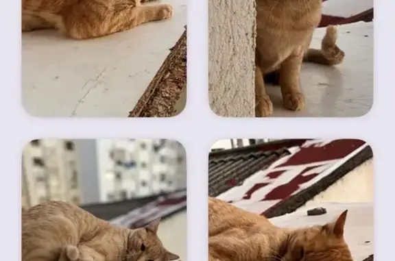 Gato encontrado , foto: Gato Mimoso con Dientes Salidos en Castellón