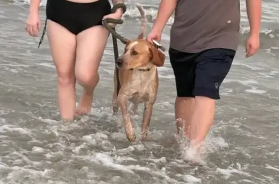 Lost Dog: Food-Loving Pup on Kathleen Dr