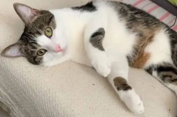Chat Guizmo perdu à Romilly-sur-Seine - photo