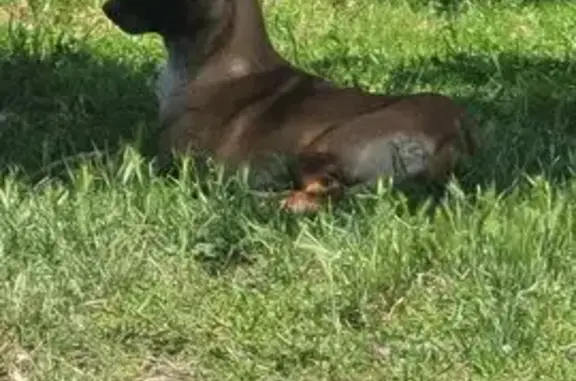 Perdue : Pearl, Malinois à Grenade - photo