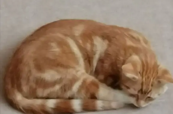 Зникла кішка Рижий у Виноградо...