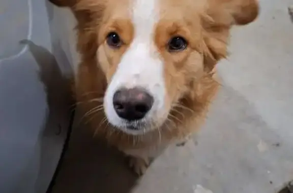 Animaux trouvés Craon, photo: Deux chiens trouvés route de Laval, Craon