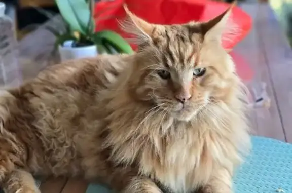 Chat Maine Coon roux perdu à Écurie - photo