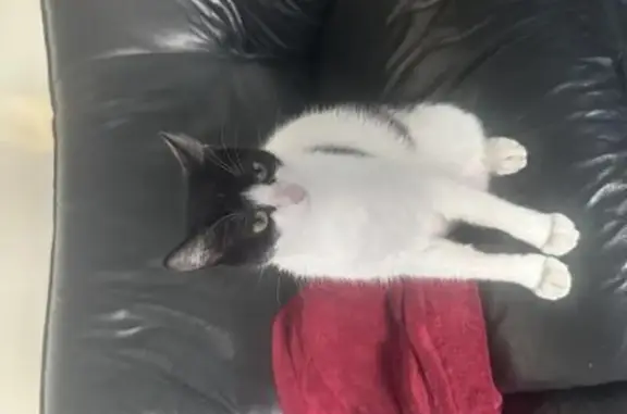 Chat perdue à Fabrègues : Blanche et noire - photo
