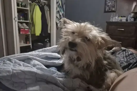 Lost Brown Dog on Thornwall St, Houston