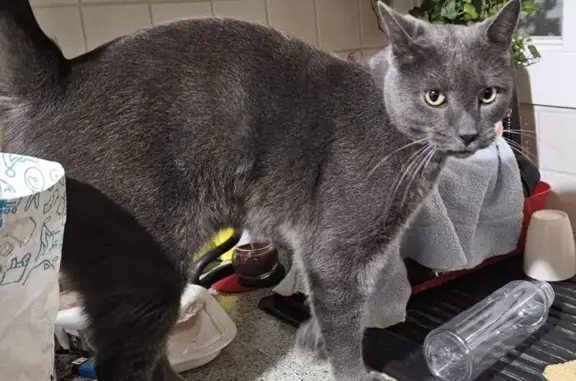 Chat gris perdu à Fréjus, yeux verts - photo