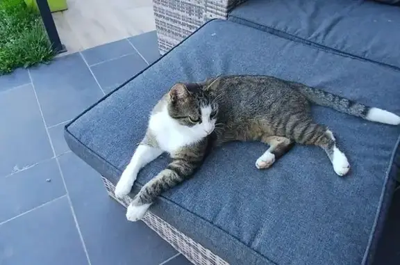 Chat perdu : gris tacheté blanc, Cuzieu - photo