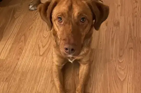 Chien mâle marron trouvé à Limoges - photo