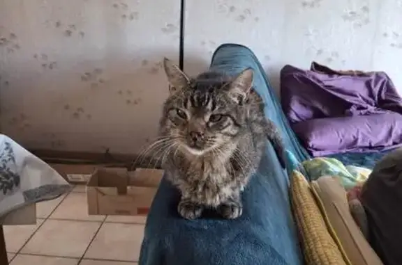Chat perdu : Henry, 6 ans, tigré européen - photo