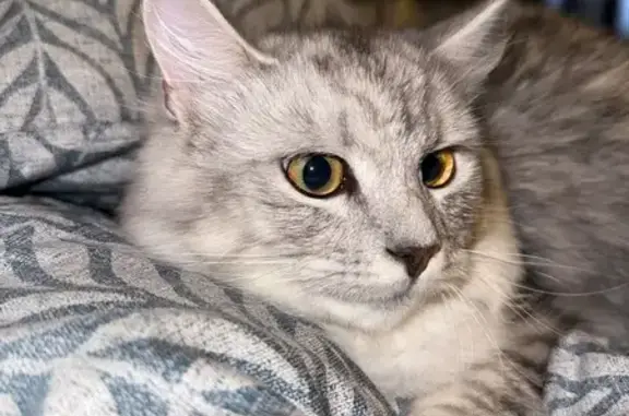 Lost Chinchilla Cat on Beyers Naude Ave