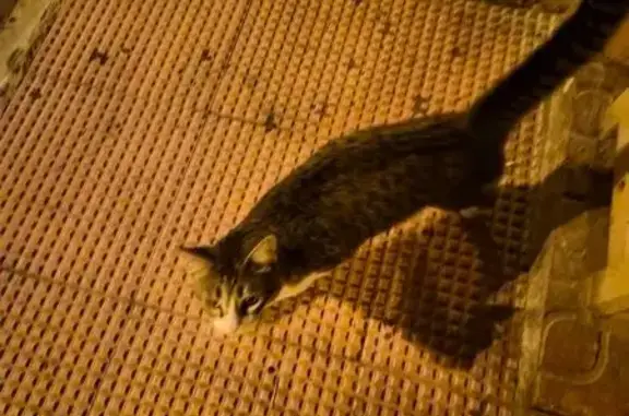 Gata Cariñosa Busca Hogar en T...