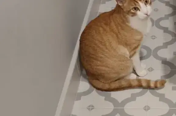 ¡Se Busca! Gato Max Perdido en Estepona