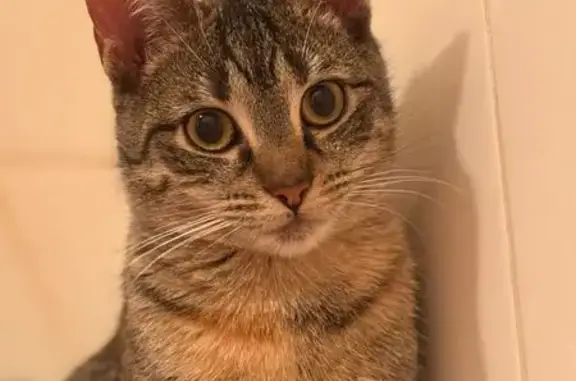 Animaux perdus Vaux-sur-Seine, photo: Chatte Meg perdue à Vaux-sur-Seine