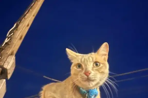 Gato Naranja Perdido en Alcalá de Guadaíra