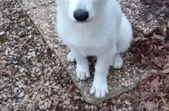 Chienne berger blanc suisse perdue à Chuelles - photo