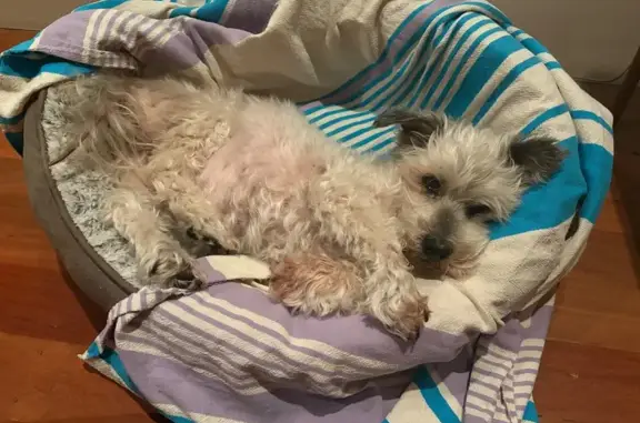 Lost pets , photo: Elderly Shitzu Maltese X Lost in Sydney
