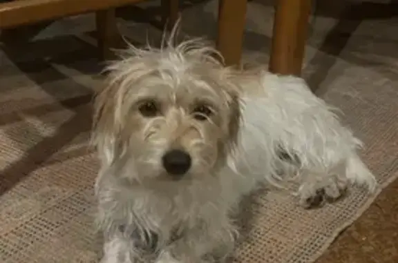 Lost: Small White Dog with Brown Spot