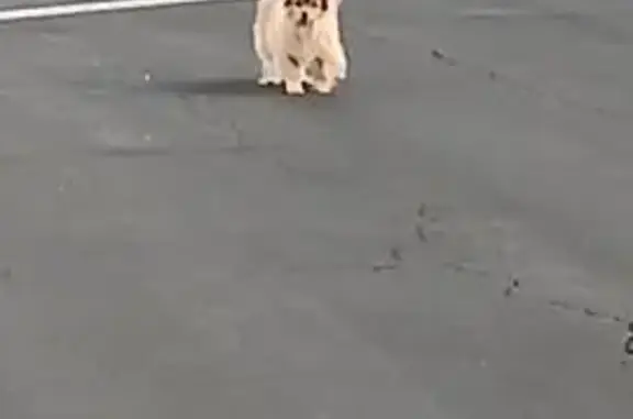 Found dog Palm Springs, photo: Blind Long-Haired Tan Dog Found in PS