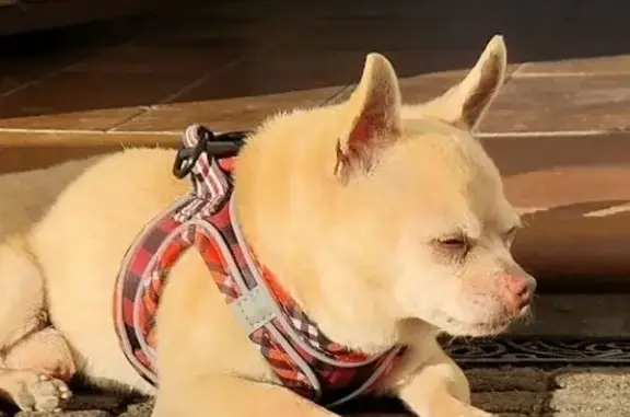 ¡Ayuda! Tito, Chihuahua perdido en Barcelona