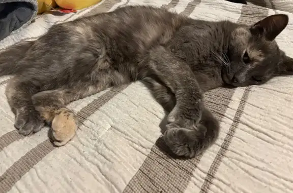 Lost Cat: Grey/White/Tan in Livonia