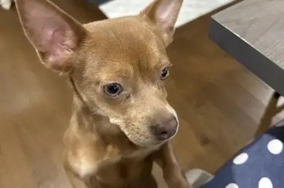 Found dog Bronxville, photo: Found: Light Brown Dog on Pondfield Rd