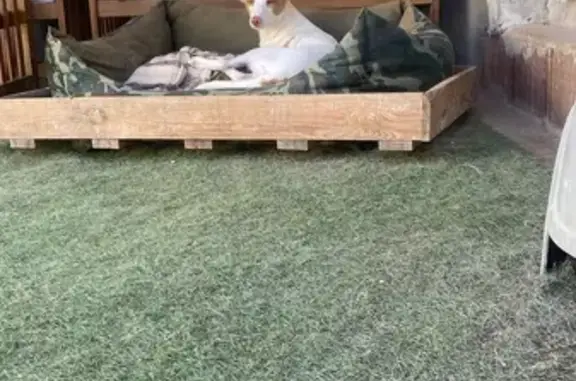 És una podenca, blanca con manchas marrones en la zona de los ojos, una mancha en medio de la frente y varias por el cuerpo de color marrón, muy cariñosa con los perros y personas